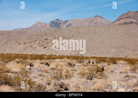 Bighorn, Ovis canadensis, Parco Nazionale della Valle della Morte, CALIFORNIA, STATI UNITI D'AMERICA Foto Stock