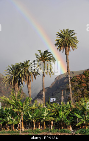 Rainbow sopra gli alberi di palma, Playa de Santiago, southcoast di Gomera, isole Canarie, Spagna, Europa Foto Stock