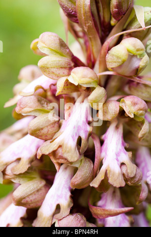 Primo piano di un gigante orchid in primavera. Foto Stock