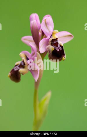 Bella orchid da ophrys genere isolato su sfondo verde. Foto Stock