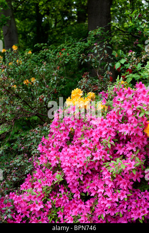 Rosa luminoso Azalea in boschiva nello Yorkshire, Regno Unito Foto Stock