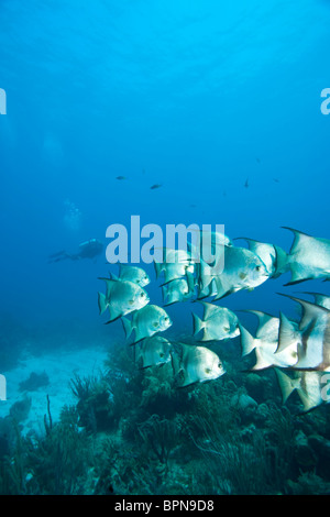 Maschio di scuba diver & Atlantico Spadefish (Chaetodipterus faber Caribbean Diving Roatan Bay Islands Honduras America Centrale Foto Stock