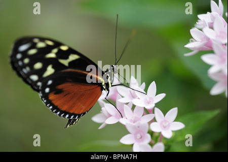 Close up di una pianura tiger, Danaus chrysippus, Butterfly House, giardino botanico, Monaco di Baviera, Germania Foto Stock