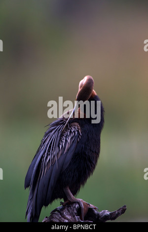 African Darter Preening fromFeathers acqua Foto Stock