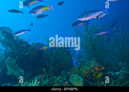 Il creolo Wrasse (Clepticus parda), Utila, lato Nord, isole di Bay, Honduras, America Centrale Foto Stock