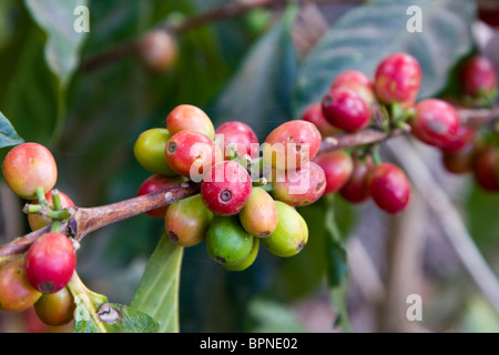 America centrale, Guatemala Antigua. Locali di piantagione di caffè e museo aka Museo del Cafe. Red i chicchi di caffè sulla pianta. Foto Stock