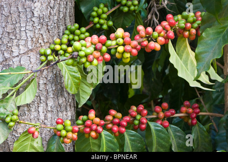 America centrale, Guatemala Antigua. Locali di piantagione di caffè e museo aka Museo del Cafe. Red i chicchi di caffè sulla pianta. Foto Stock