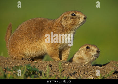 Nero-tailed i cani della prateria (Cynomys ludovicianus) Wyoming - USA Foto Stock