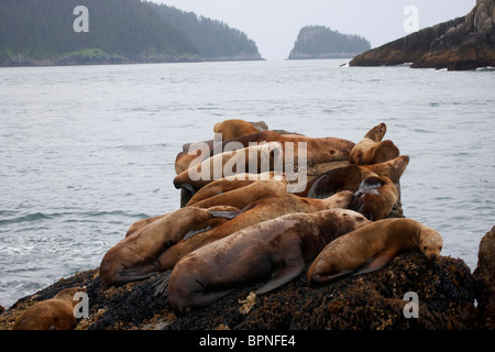 Steller (nord) dei leoni di mare, il Parco nazionale di Kenai Fjords, vicino a Seward, Alaska. Foto Stock