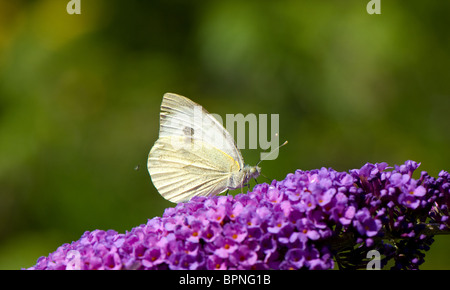 Close-up di una piccola farfalla bianca alimentazione off il nettare da un fiore buddleia Foto Stock