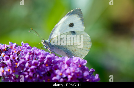 Close-up di una piccola farfalla bianca alimentazione off il nettare da un fiore buddleia Foto Stock