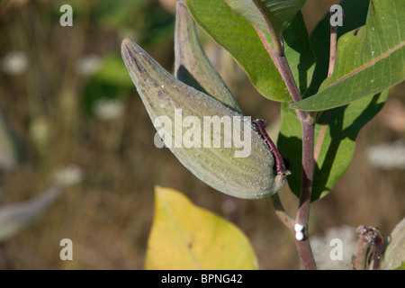 Comune di sementi Milkweed pods Asclepias syriaca USA orientale Foto Stock