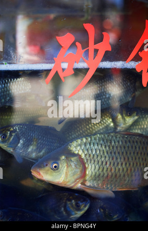 Un Cinese serbatoio di pesce in un ristorante Dali, Yunnan Provenza. Cina. Asia. 2010 Foto Stock