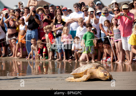 Un riabilitato tartarughe marine rilasciato torna all'oceano da Turtle Rescue Team sull'isola di palme, SC Foto Stock