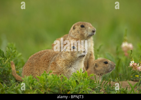 Blacktail Prairie Dog (Cynomys ludovicianus) Wyoming - USA Foto Stock