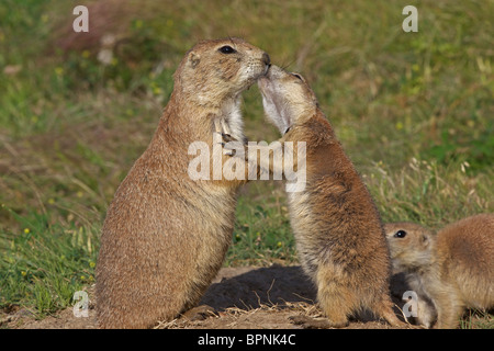 Nero-tailed Prairie Dog (Cynomys ludovicianus) Wyoming - USA- mostrando affetto o baciare Foto Stock