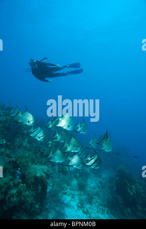 Maschio di scuba diver & Atlantico Spadefish (Chaetodipterus faber Caribbean Diving Roatan Bay Islands Honduras America Centrale Foto Stock