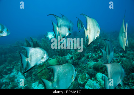 Atlantic Spadefish (Chaetodipterus faber, Caribbean Scuba Diving, Roatan, isole di Bay, Honduras, America Centrale Foto Stock