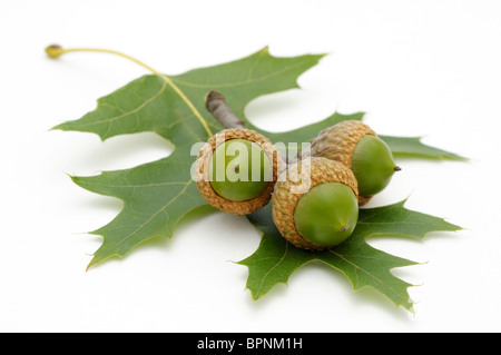 Tre ghiande e una foglia dal nord di quercia rossa, Quercus rubra. Foto Stock