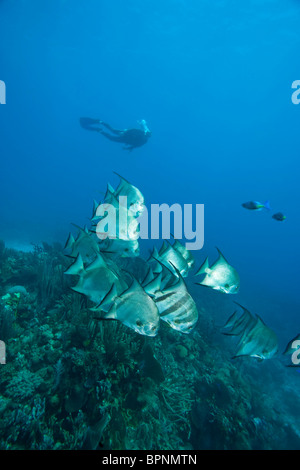 Maschio di scuba diver & Atlantico Spadefish (Chaetodipterus faber Caribbean Diving Roatan Bay Islands Honduras America Centrale Foto Stock