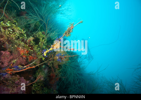 Profuse spong incrostanti e gorgonie sul lato sud di Utila, isole di Bay, Honduras, America Centrale Foto Stock