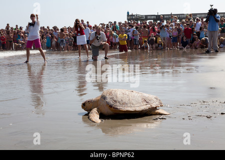 Un riabilitato tartarughe marine rilasciato torna all'oceano da Turtle Rescue Team sull'isola di palme, SC Foto Stock