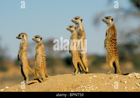 Suricates o Meerkats Suricata suricatta desti e vigilanti Kalahari Gemsbok National Park in Sud Africa Foto Stock