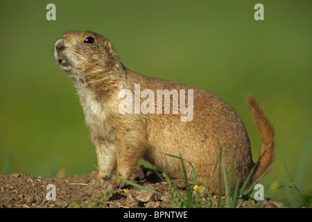 Blacktail Prairie Dog (Cynomys ludovicianus) - Chiamate - Wyoming - USA Foto Stock