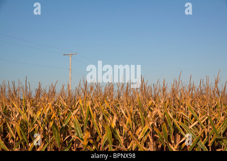 Il raccolto del campo campo di mais Michigan STATI UNITI Foto Stock