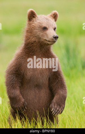 Un marrone o Grizzly Bear Cub, il Parco Nazionale del Lago Clark, Alaska. Foto Stock