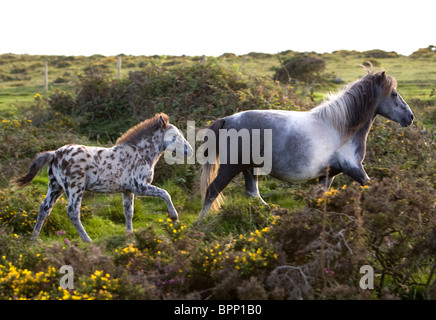 Un pony grigio e il suo puledro in esecuzione su Bodmin Moor. Foto Stock