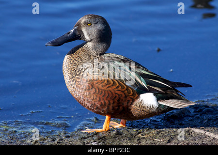 Una diffida Australian mestolone anatra (Anas rhynchotis), il Lago Monger, Perth, Western Australia. Foto Stock