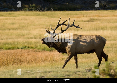 Bull elk bugling sul fiume di Madison nel Parco Nazionale di Yellowstone, Wyoming Foto Stock