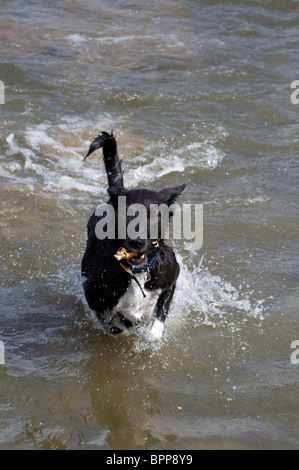 Un animale da compagnia addomesticati in bianco e nero mongrel cane che corre e spruzzi attraverso il fiume di acqua con un bastone in bocca. Foto Stock