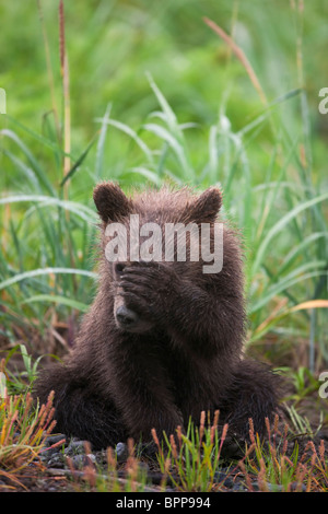 Un marrone o Orso grizzly cucciolo della molla, il Parco Nazionale del Lago Clark, Alaska. Foto Stock