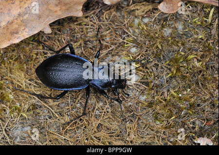 Massa Carabid beetle (Carabus (Mesocarabus) problematicus) camminando sulla terra Foto Stock