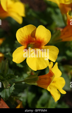 Un giallo fiore di scimmia (Mimulus luteus) Foto Stock