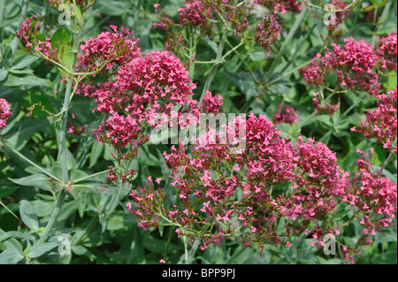 Rosso - valeriana di Giove (barba Centranthus ruber) fioritura in primavera Foto Stock