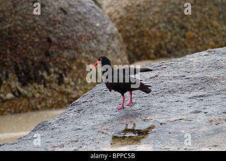 Nero Africa Oystercatcher prendendo il largo sul vento Foto Stock