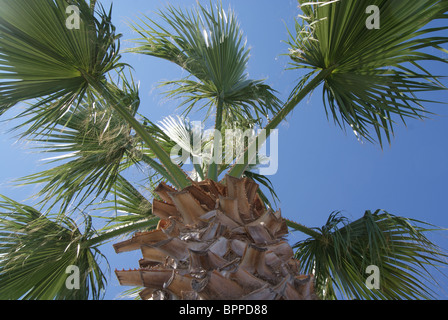 Palm Tree Foto Stock