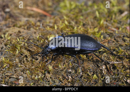 Massa Carabid beetle (Carabus (Mesocarabus) problematicus) camminando sulla terra Foto Stock