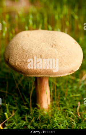 Fenugreek Milkcap fungo (Lactarius Helvus) Foto Stock