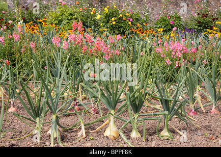 Linee di cipolle e Kelsoe Mammoth Red crescente in un misto di aiuole di fiori. Foto Stock