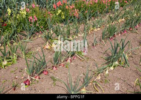 Linee di cipolle e Kelsoe Mammoth Red crescente in un misto di aiuole di fiori. Foto Stock