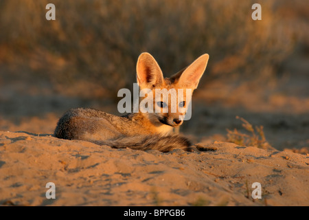 Capo volpe (Vulpes vulpes chama) di appoggio nella parte anteriore del burrow, Kgalagadi Parco transfrontaliero, Sud Africa Foto Stock
