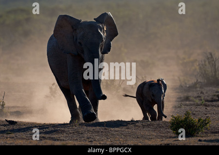 Elefante africano mucca con vitello (Loxodonta africana) profilarsi in polvere, Addo Elephant Park, Sud Africa Foto Stock