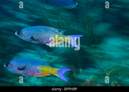 Il creolo Wrasse (Clepticus parda), Utila, lato Nord, isole di Bay, Honduras, America Centrale Foto Stock