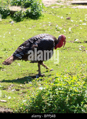 Free range Turchia domestico (Meleagris gallopavo) su British farm Foto Stock