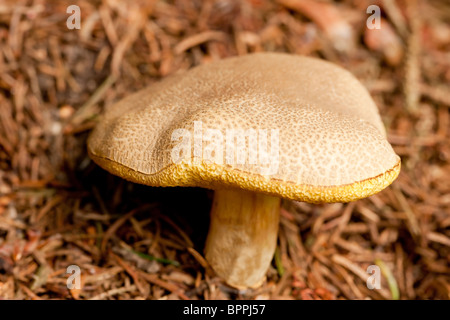 Fenugreek Milkcap fungo (Lactarius Helvus) Foto Stock