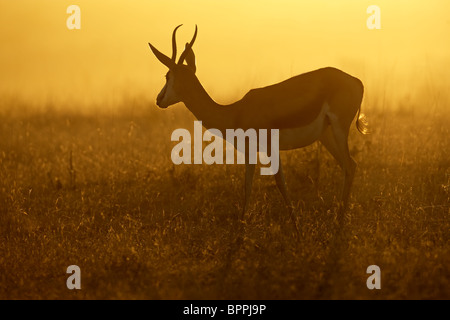 Springbok antilope (Antidorcas marsupialis) in polvere a sunrise, Kgalagadi Parco transfrontaliero, Sud Africa Foto Stock